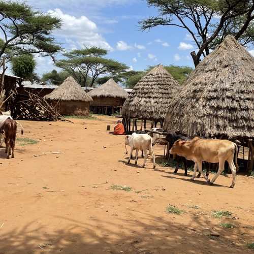 A village in Uganda with thatched roof homes and livestock in the foreground