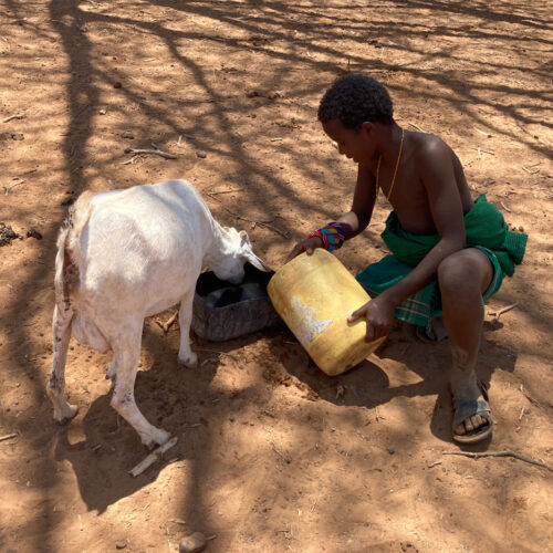 A child feeds water to livestock