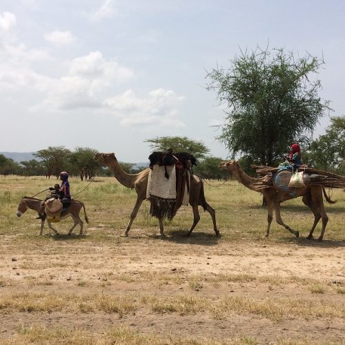 Camels in Chad