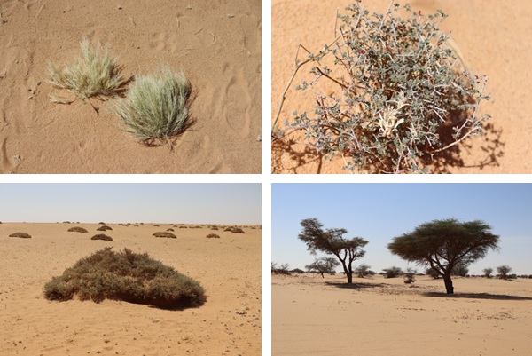examples of plants, trees, shrubs in the gizu