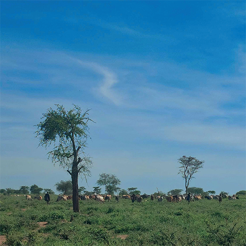 distant livestock in field