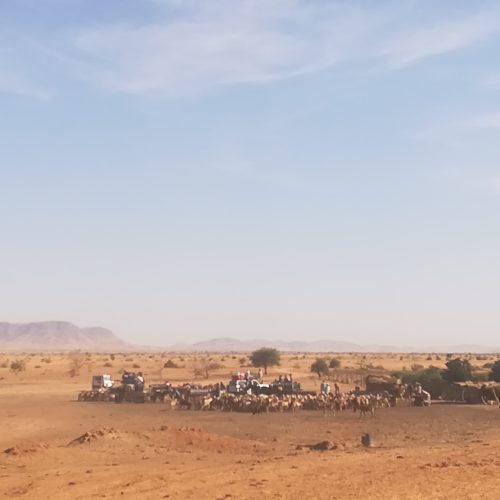 sheep herds in Darfur