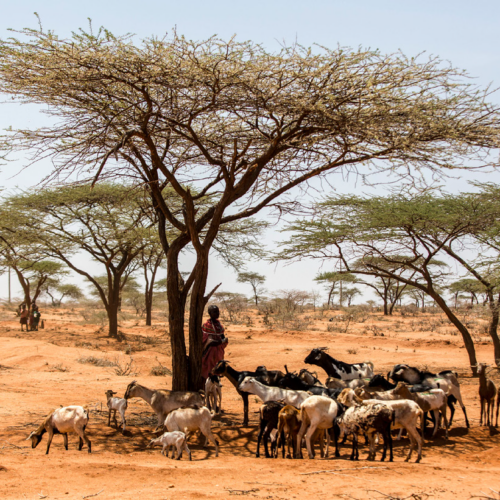 Livestock and pastoralist under tree