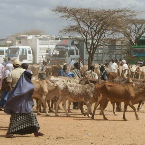 livestock, trucks, and people at market