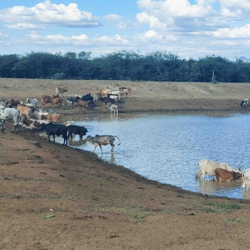Livestock drinking at a body of water