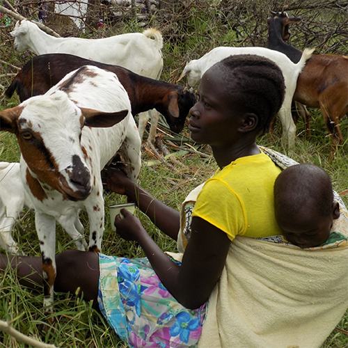 Girl sits with livestock and baby