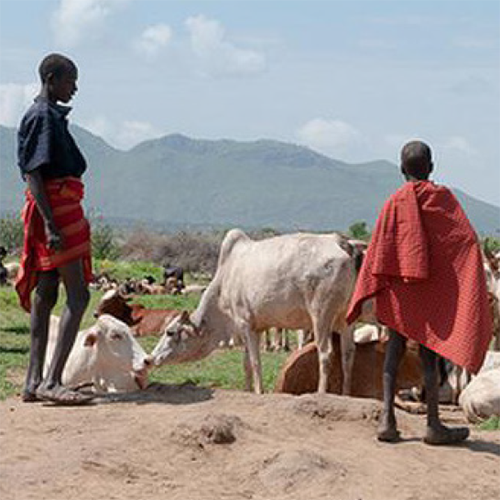 two pastoralists stand with livestock