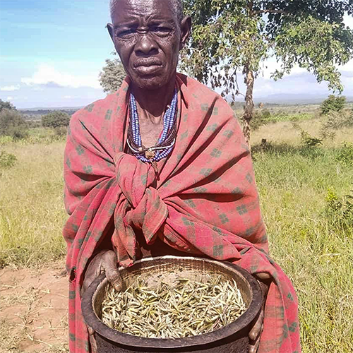 A woman collecting star grass seed pods in Karamoja for use as a wild food during hunger periods.