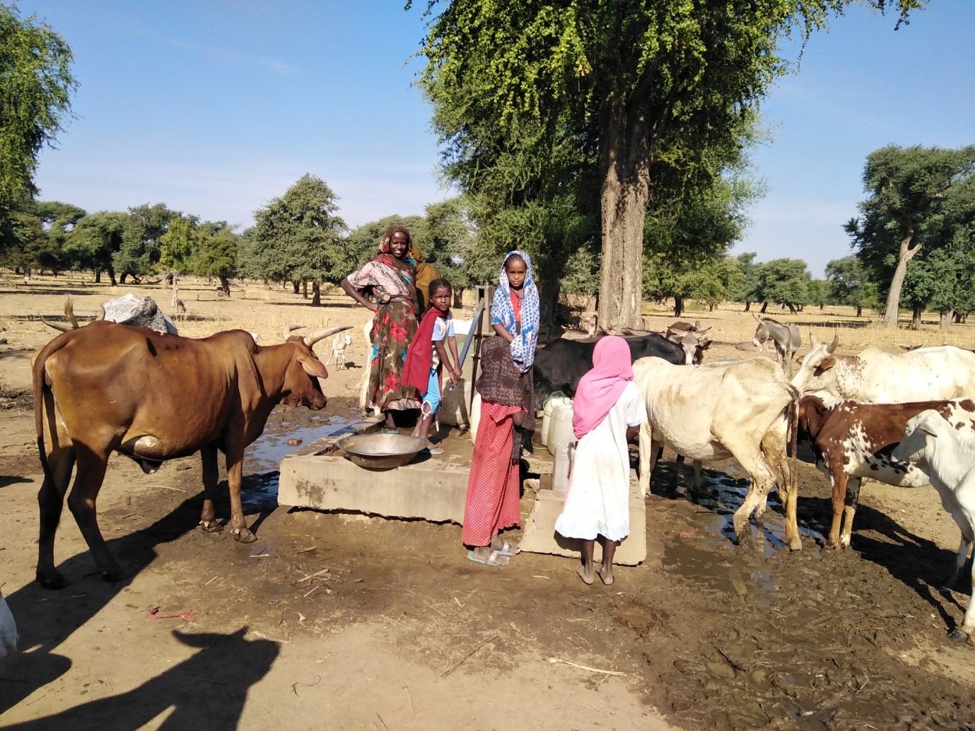 girls and cattle