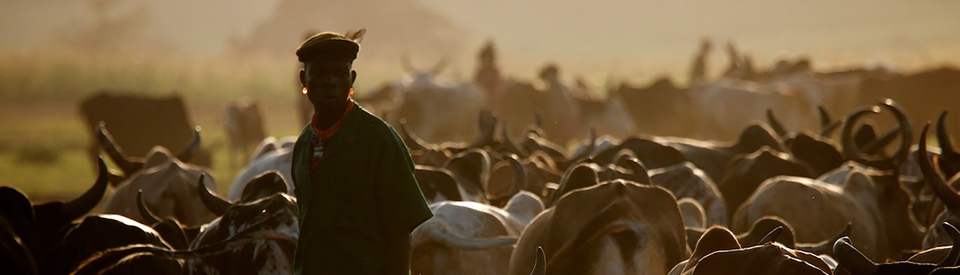 cattle herd at dawn