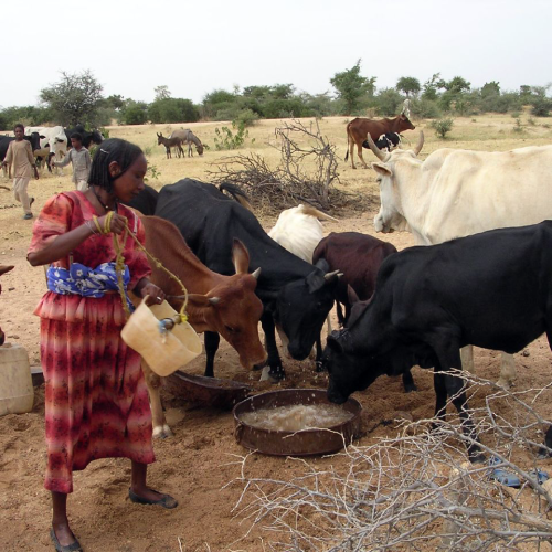 Woman gives water to livestock