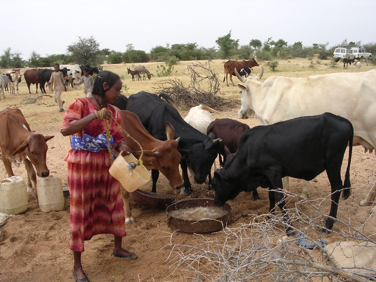 Woman gives water to livestock